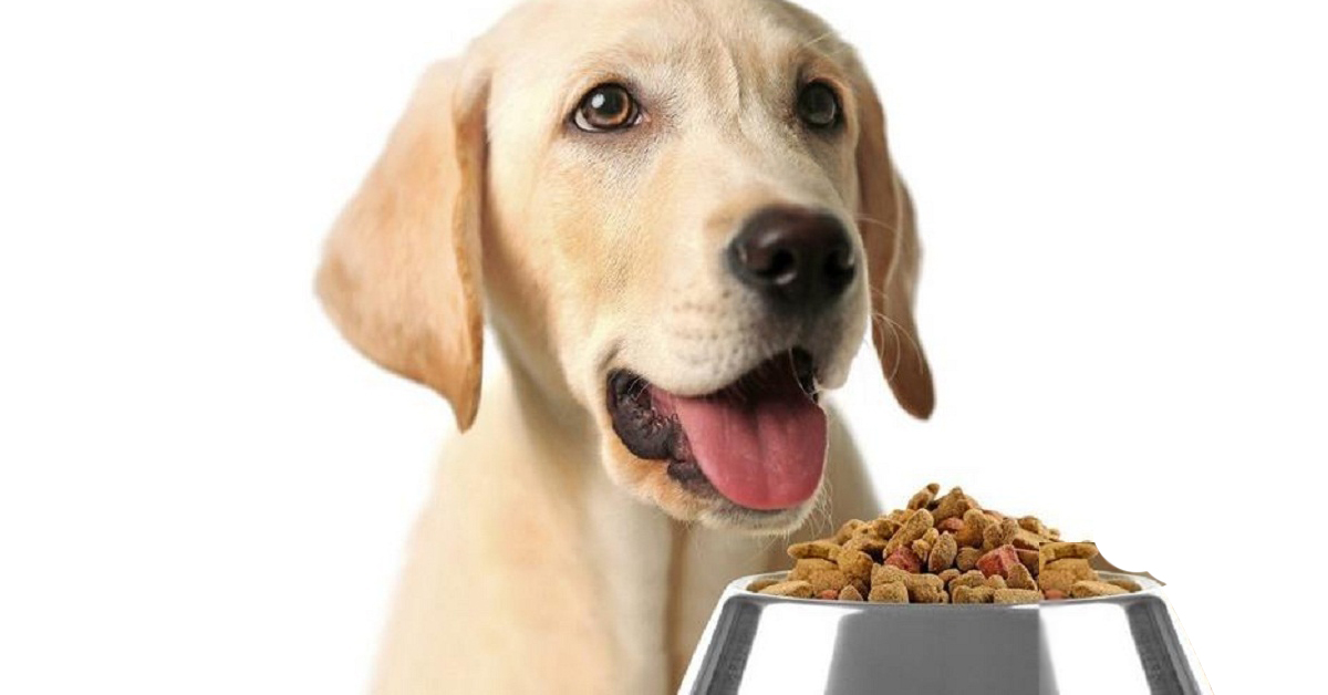 TOP 6 dry dog ​​food brands that you can choose with confidence