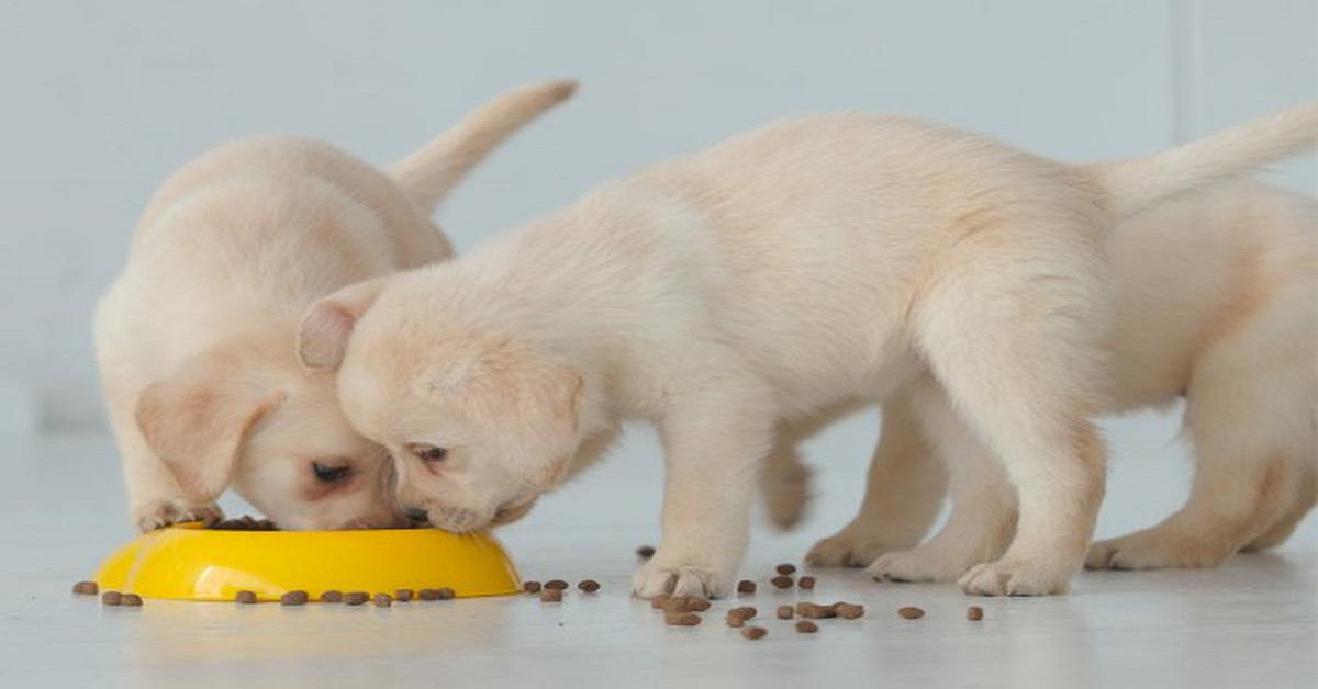 What should puppies eat to avoid diarrhea?  Instructions for choosing food according to age