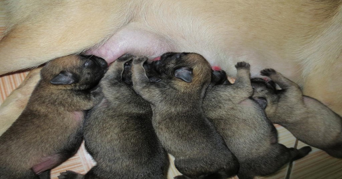 What to feed newborn dogs to have more milk and stay healthy?
