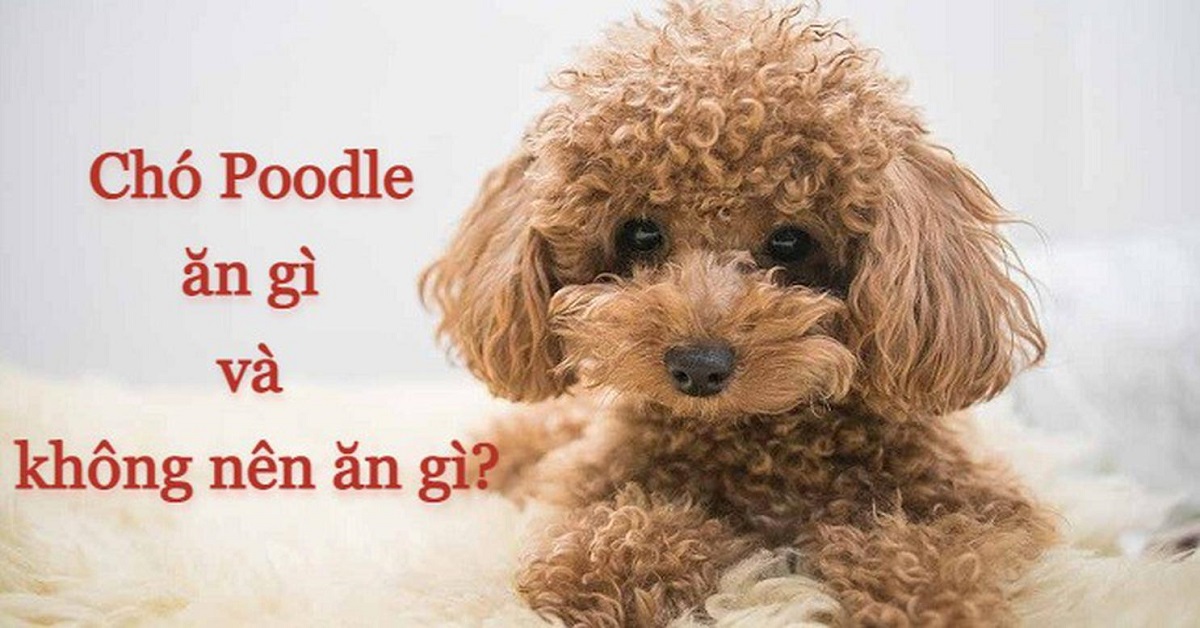 What should Poodle dogs eat and what should they not eat to stay healthy?