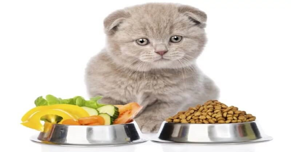 What is safe and healthy for 1 month old kittens to eat?