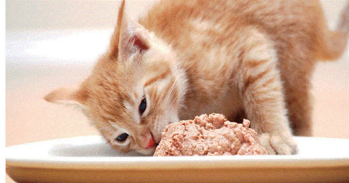 What do kittens eat?  Food for kittens by month of age