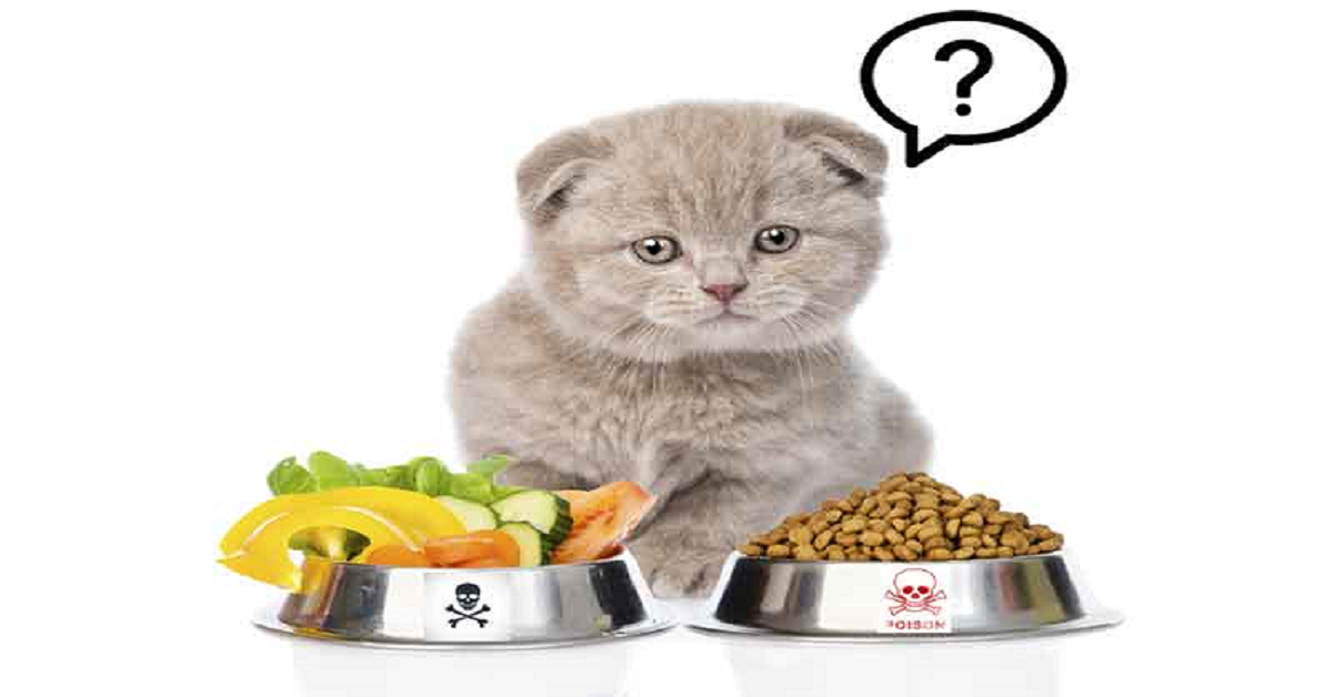 Kitten food: What should and should not be eaten?